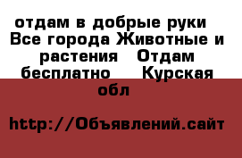 отдам в добрые руки - Все города Животные и растения » Отдам бесплатно   . Курская обл.